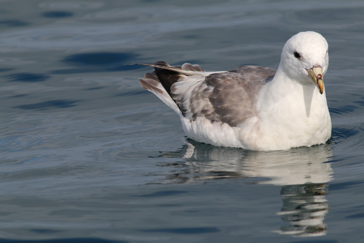 Northern Fulmar - ML297865741