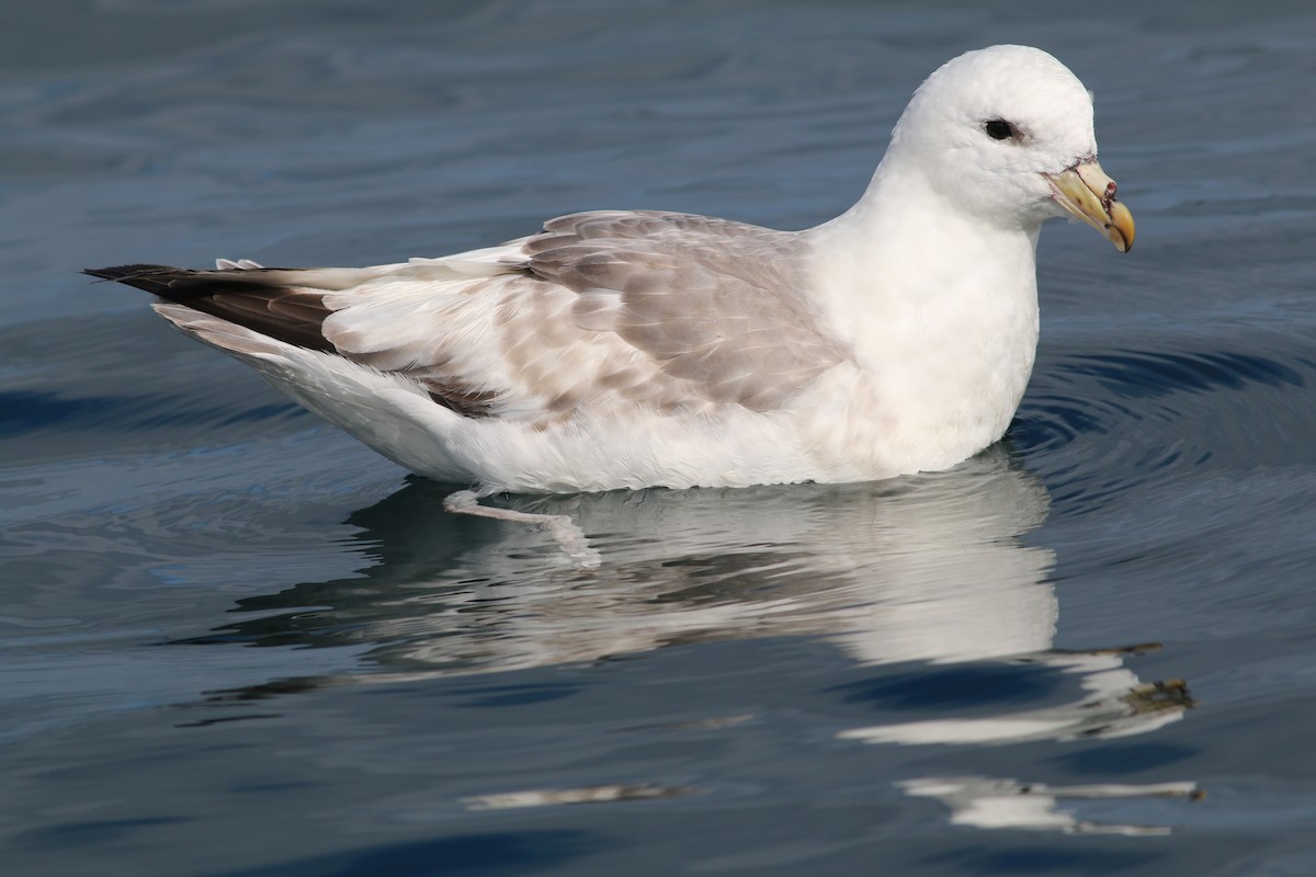 Northern Fulmar - ML297865761