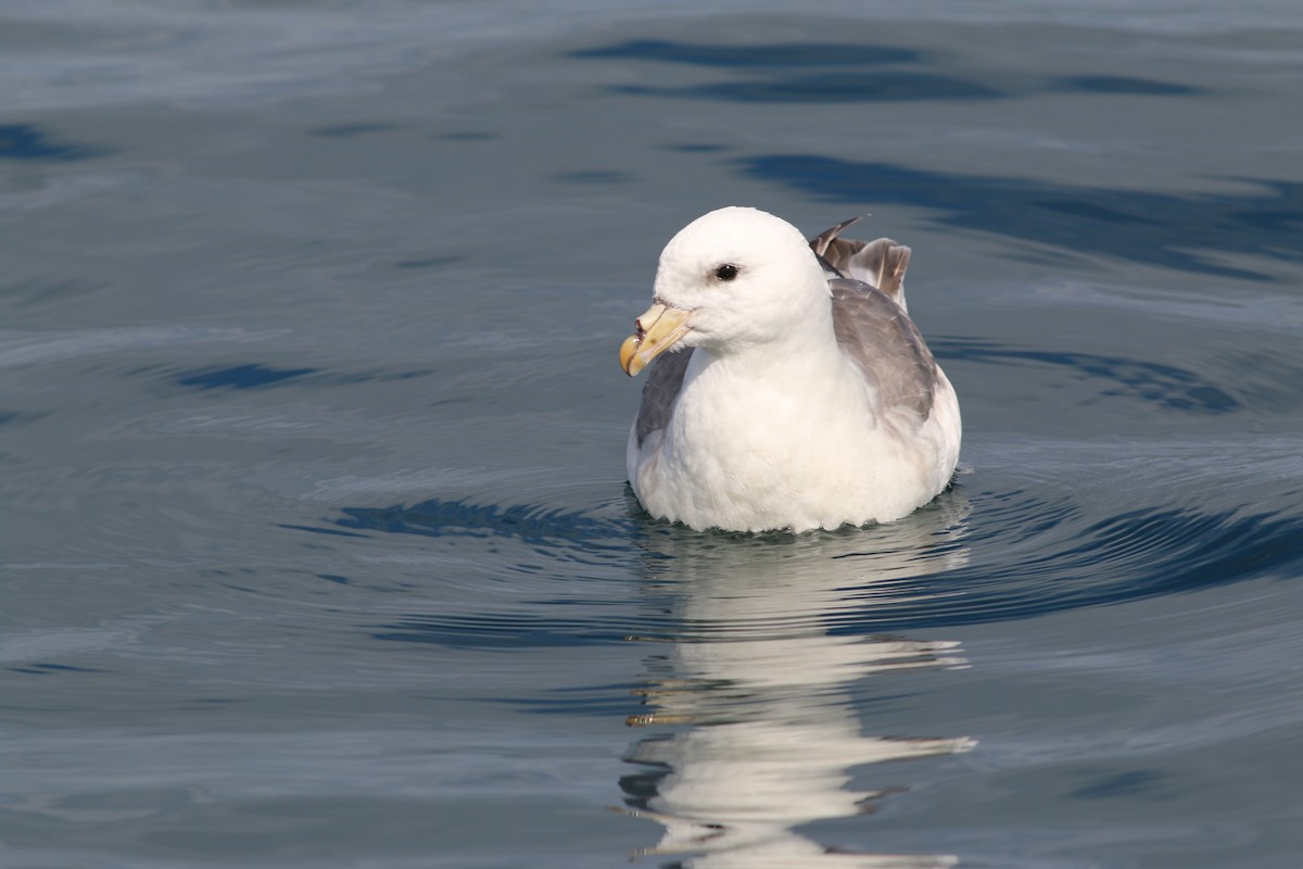 Northern Fulmar - ML297865771