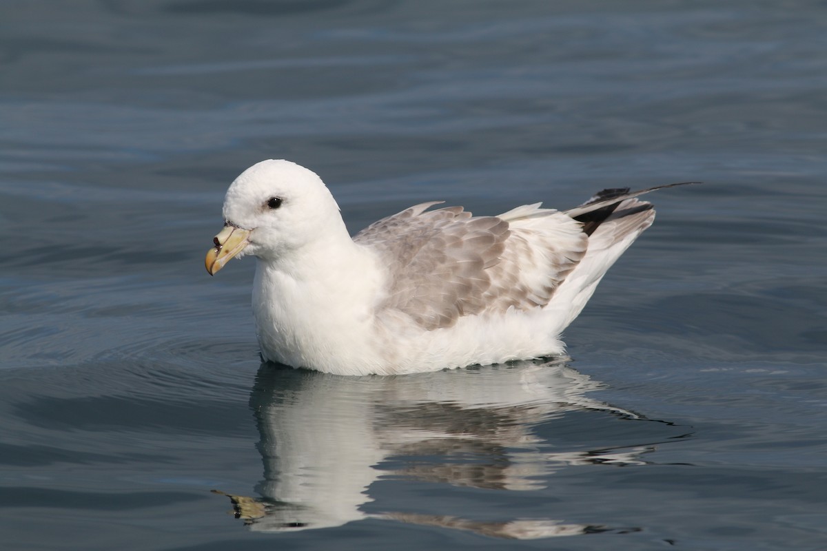 Northern Fulmar - ML297865781