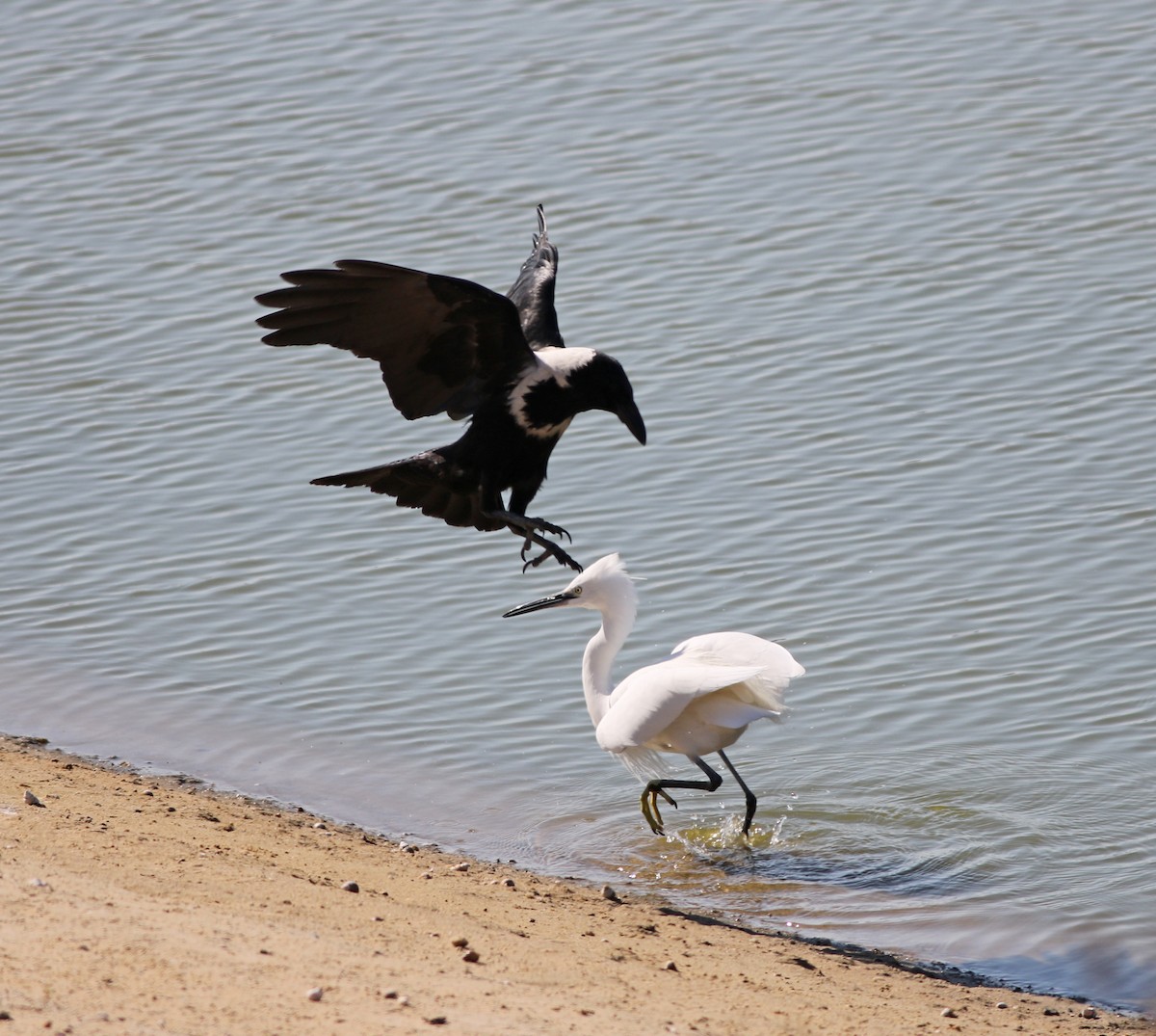 Collared Crow - 佑淇 陳