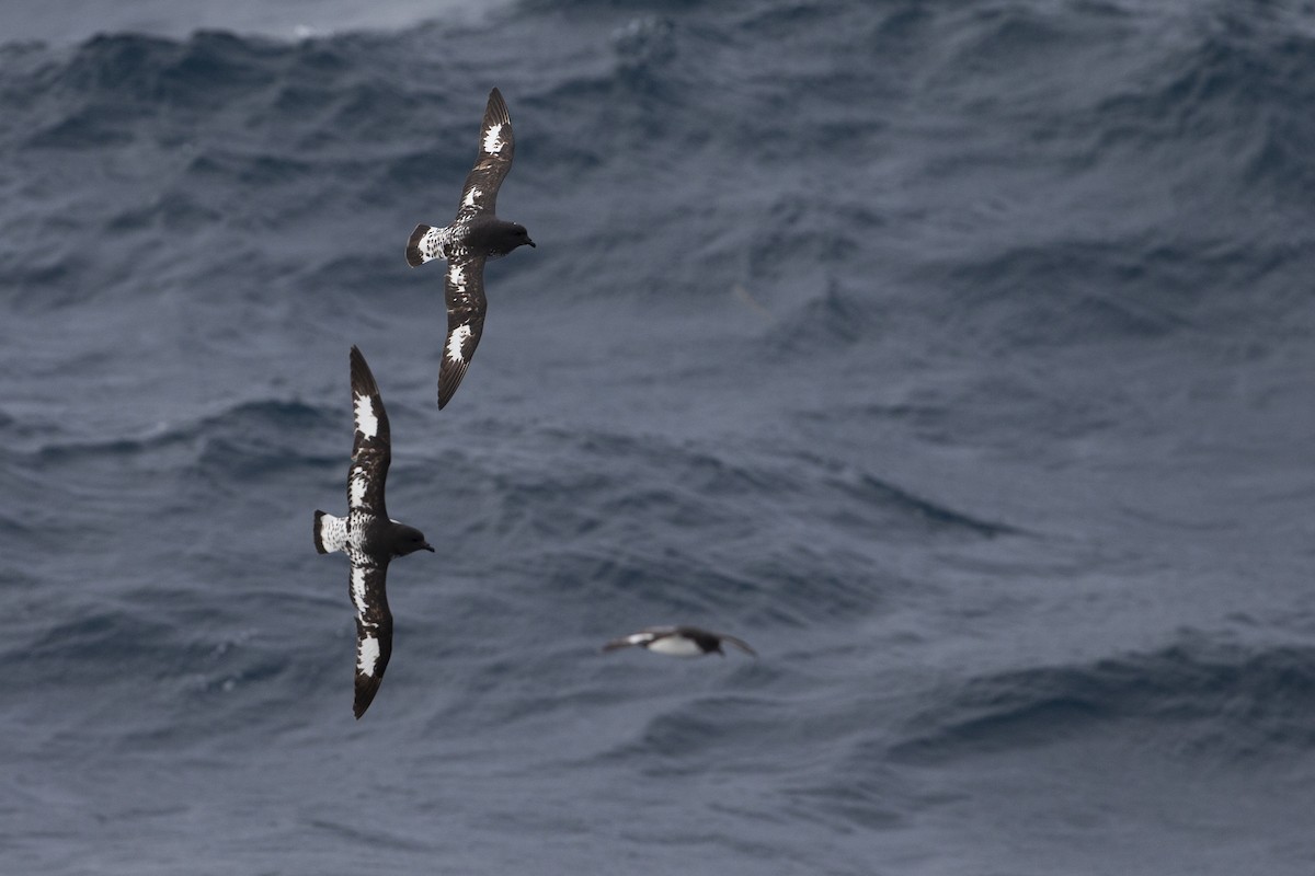 Cape Petrel - ML297872561