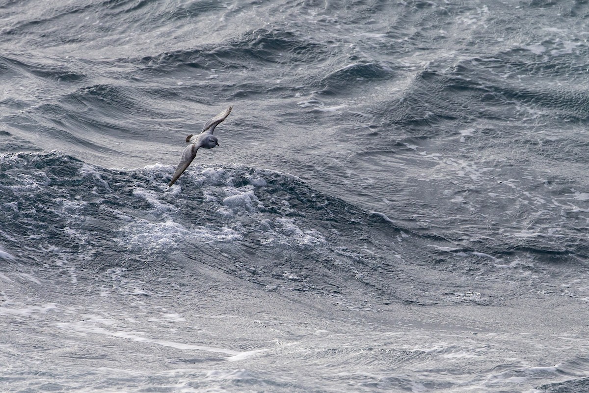 Fulmar Prion - ML297872721