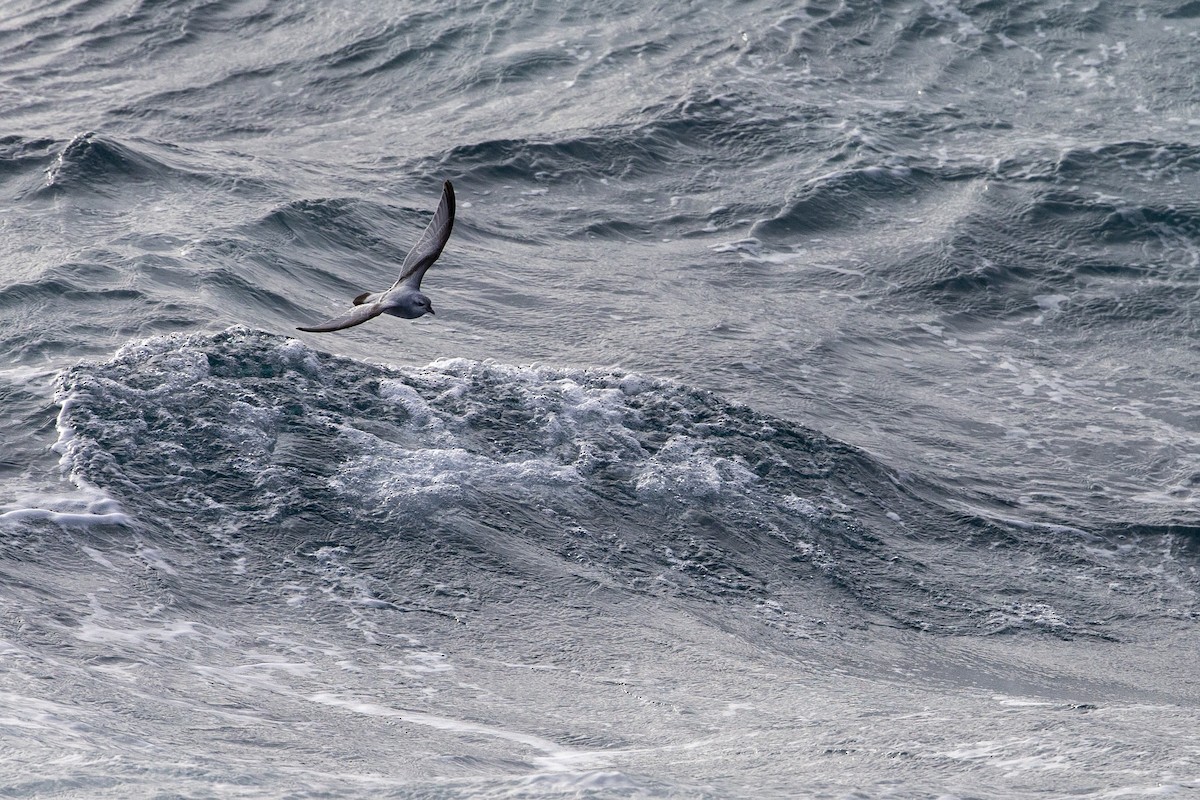 Fulmar Prion - Michael Stubblefield