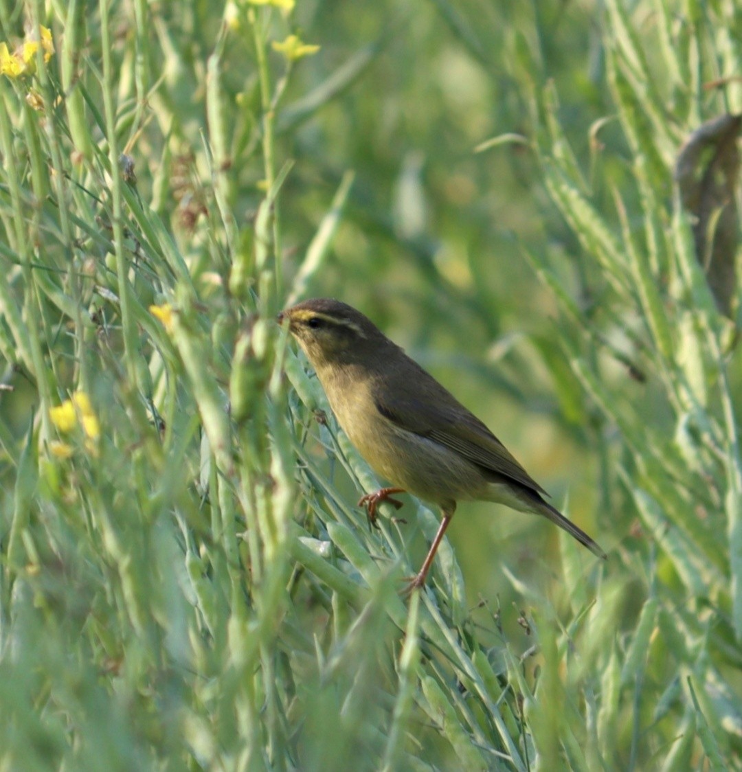 Dusky Warbler - ML297873481