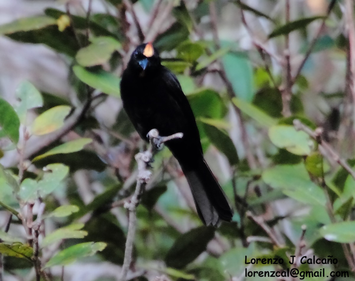 Flame-crested Tanager - ML297873551