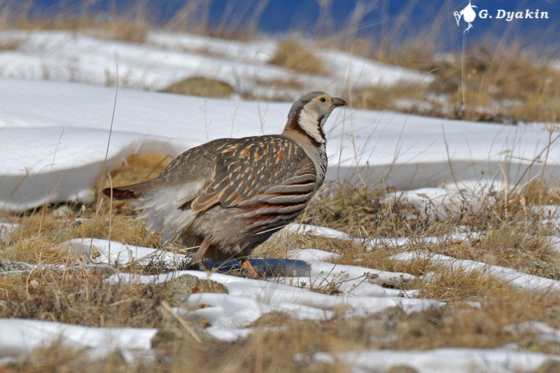 Himalayan Snowcock - ML297873611