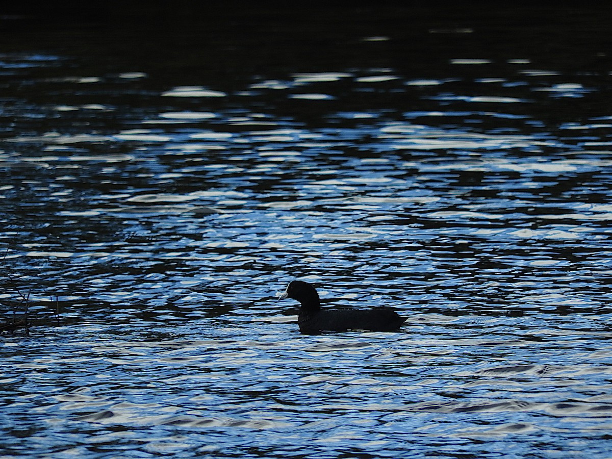 Eurasian Coot - George Vaughan