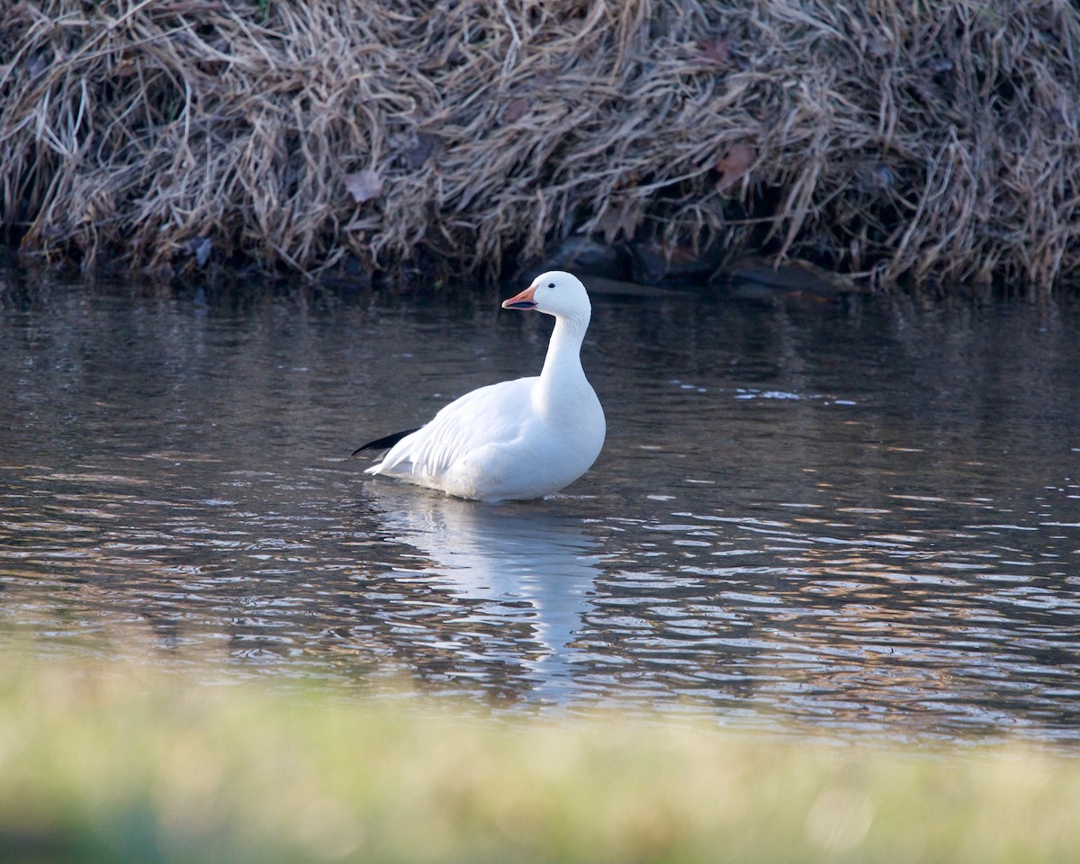 Oie des neiges - ML297874841
