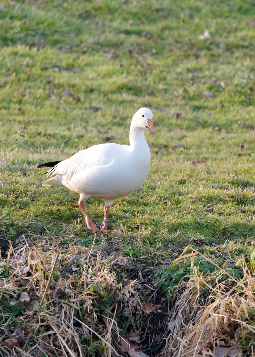 Snow Goose - Jon Cefus