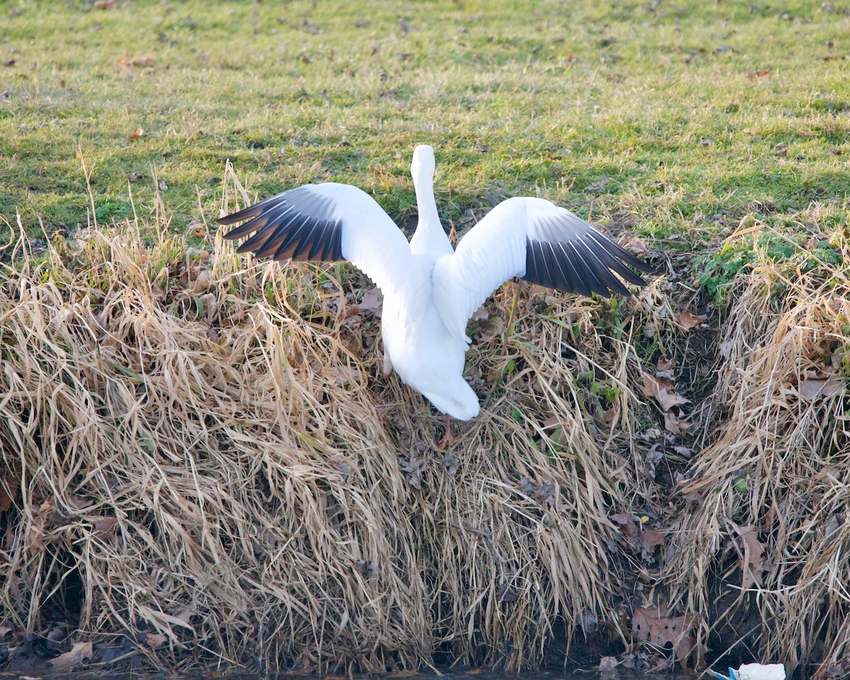 Snow Goose - ML297874871