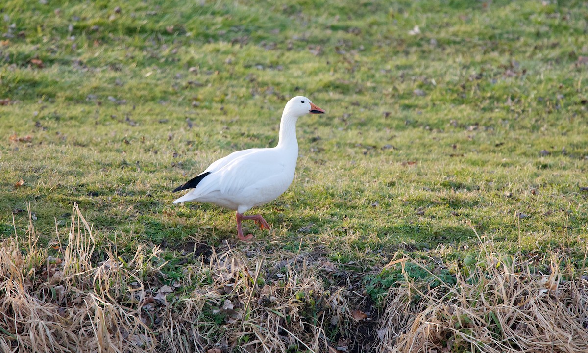 Snow Goose - ML297874881