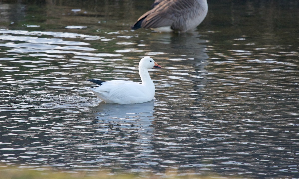 Oie des neiges - ML297874891