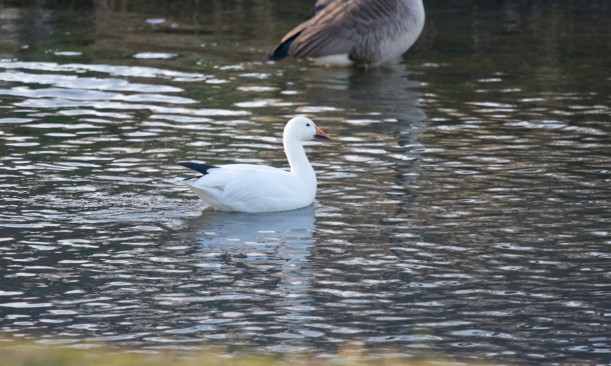 Snow Goose - ML297874891