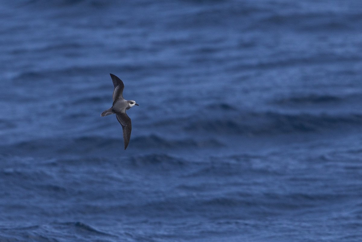 Soft-plumaged Petrel - ML297875951