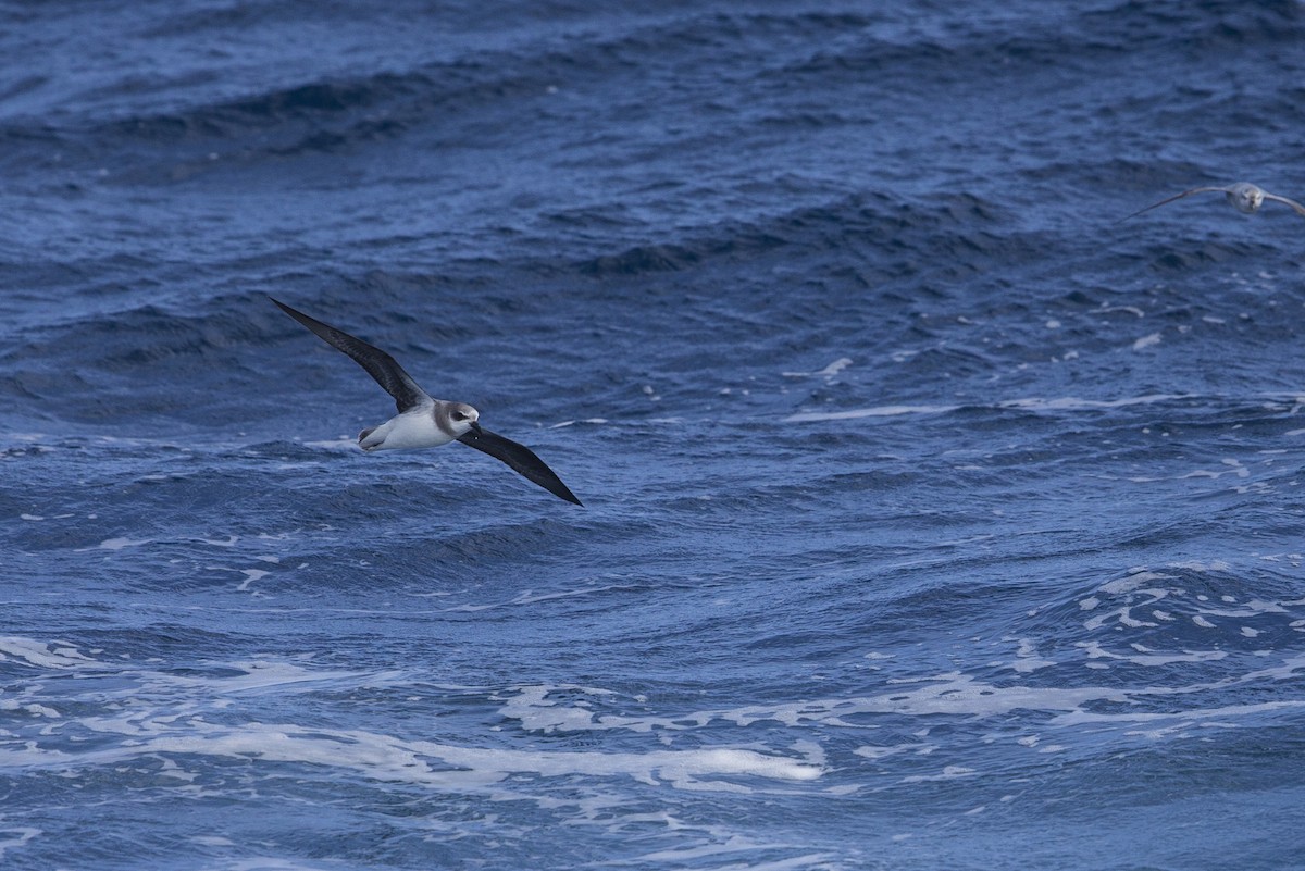 Soft-plumaged Petrel - Michael Stubblefield