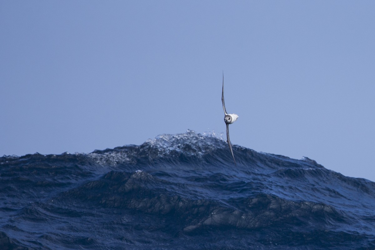 Soft-plumaged Petrel - ML297875971