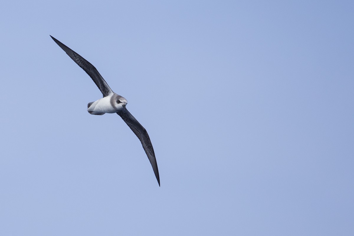 Soft-plumaged Petrel - ML297875981