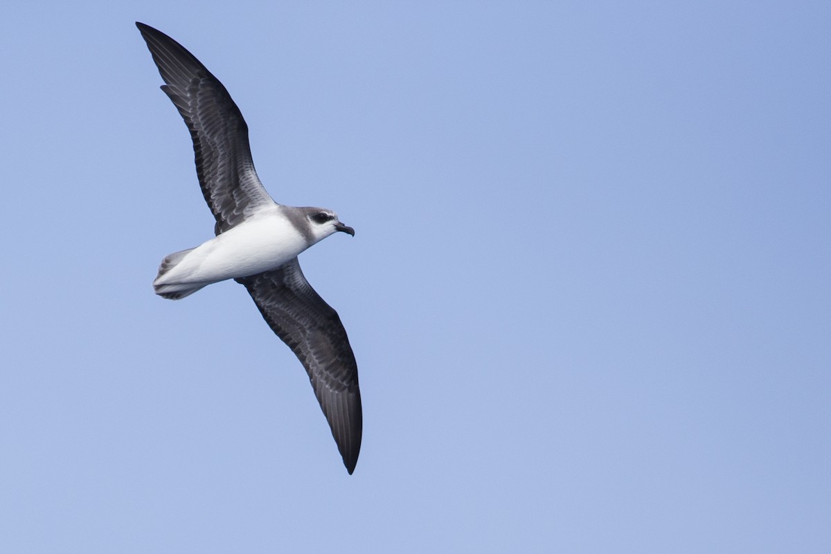 Soft-plumaged Petrel - Michael Stubblefield