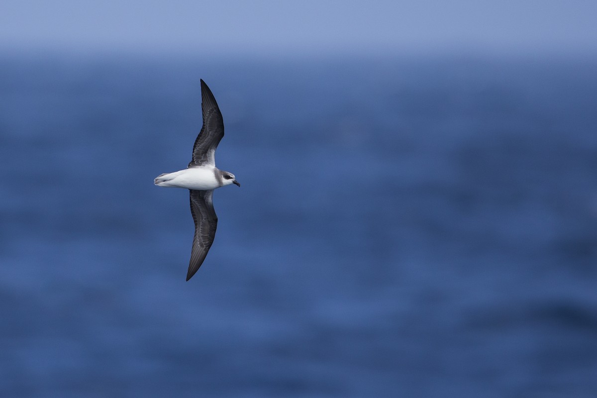 Soft-plumaged Petrel - ML297876001