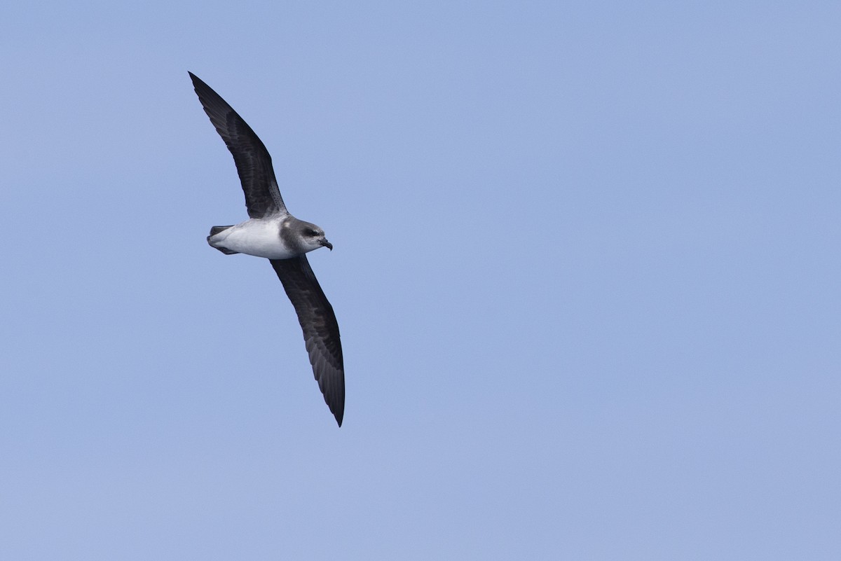 Soft-plumaged Petrel - ML297876021