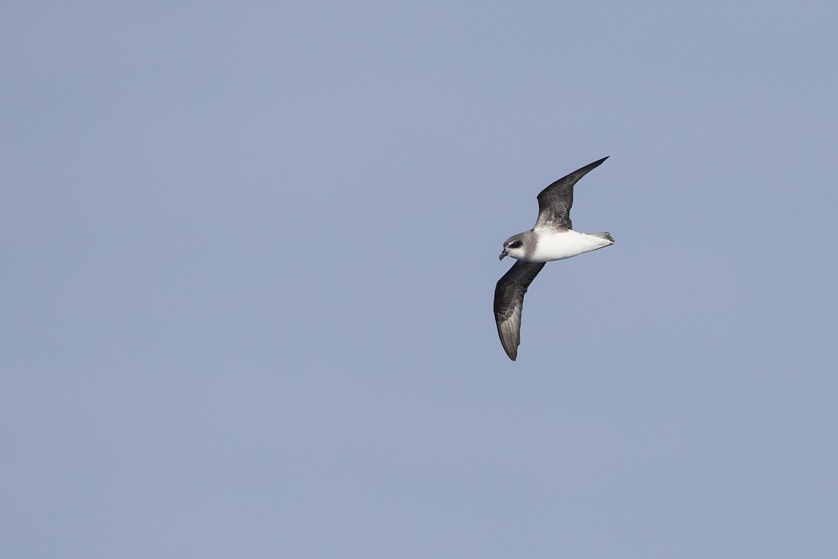 Soft-plumaged Petrel - Michael Stubblefield