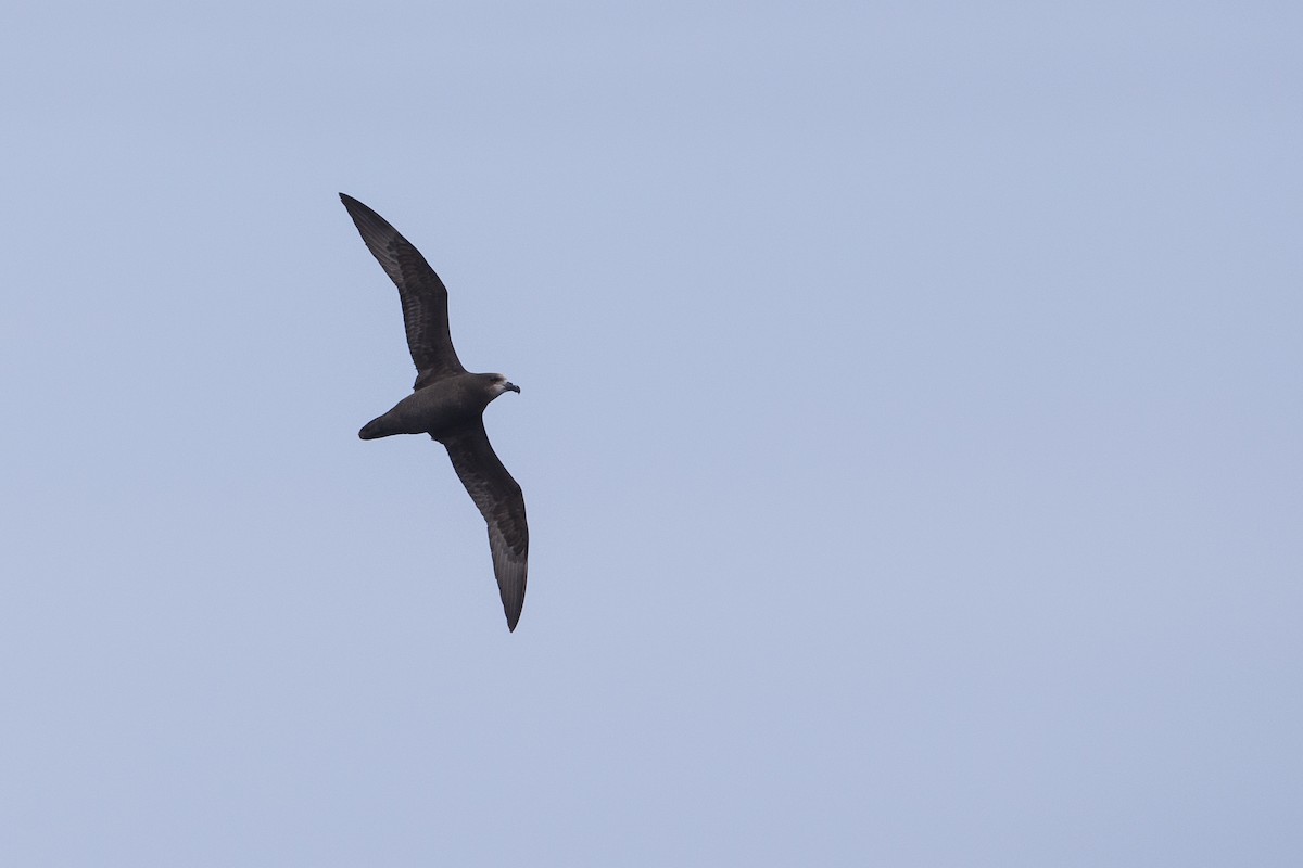 Petrel Carigrís - ML297876091