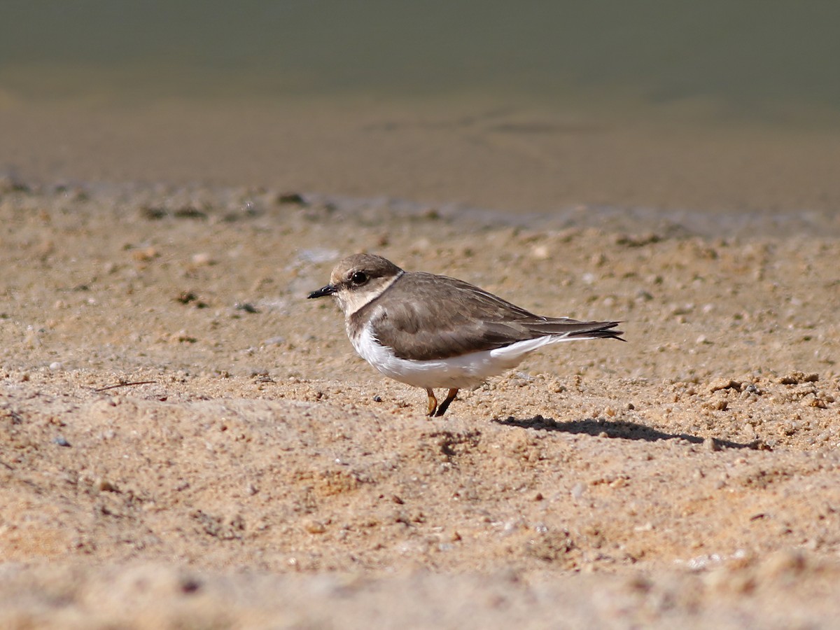 Little Ringed Plover - ML297876861