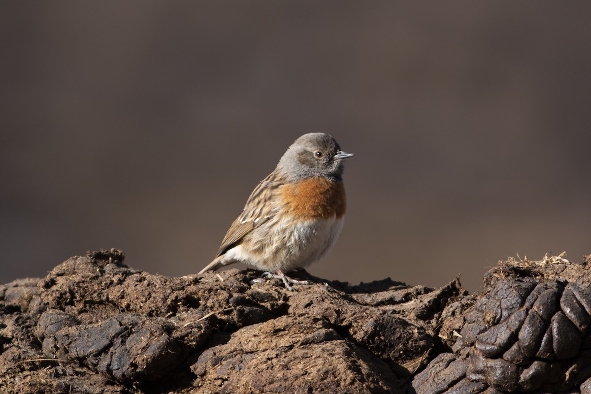 Robin Accentor - ML297876911