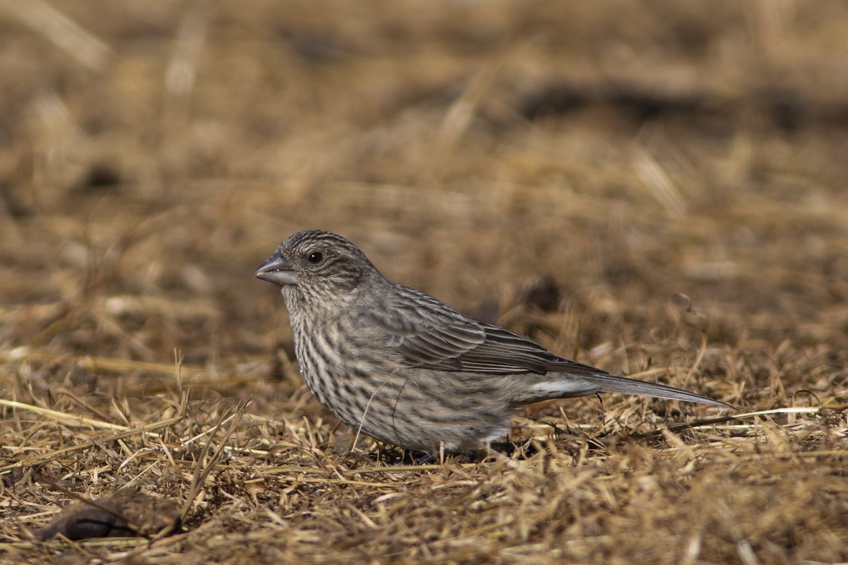 Streaked Rosefinch - ML297876941