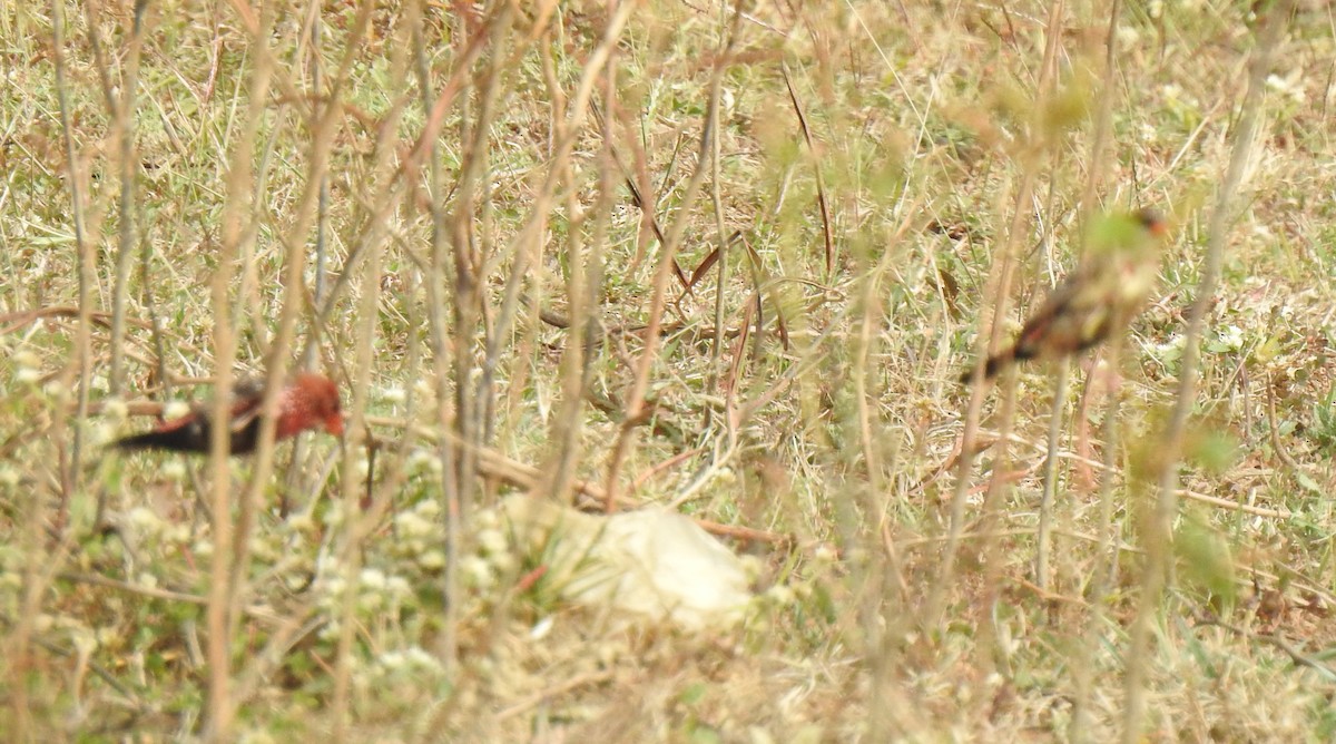 Bengalí Rojo - ML297877851