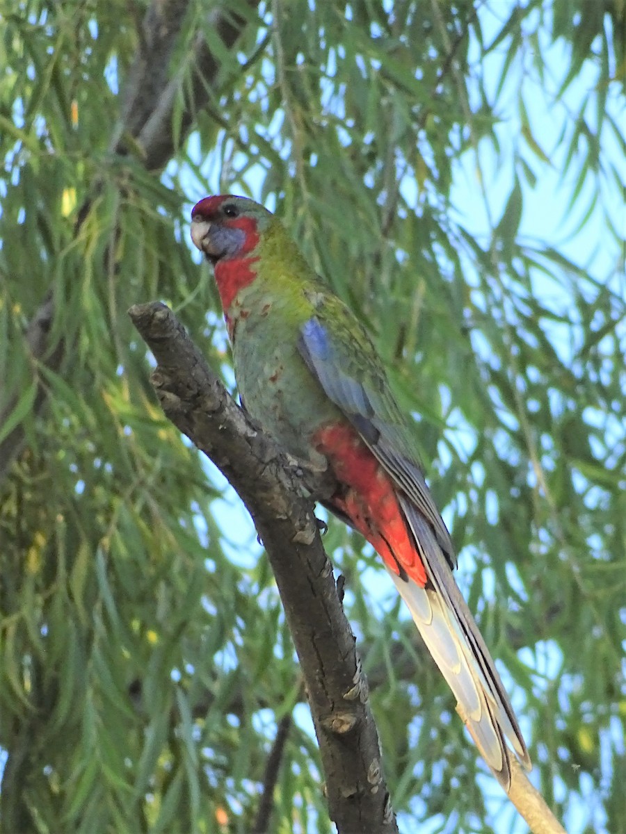 Crimson Rosella - ML297877951