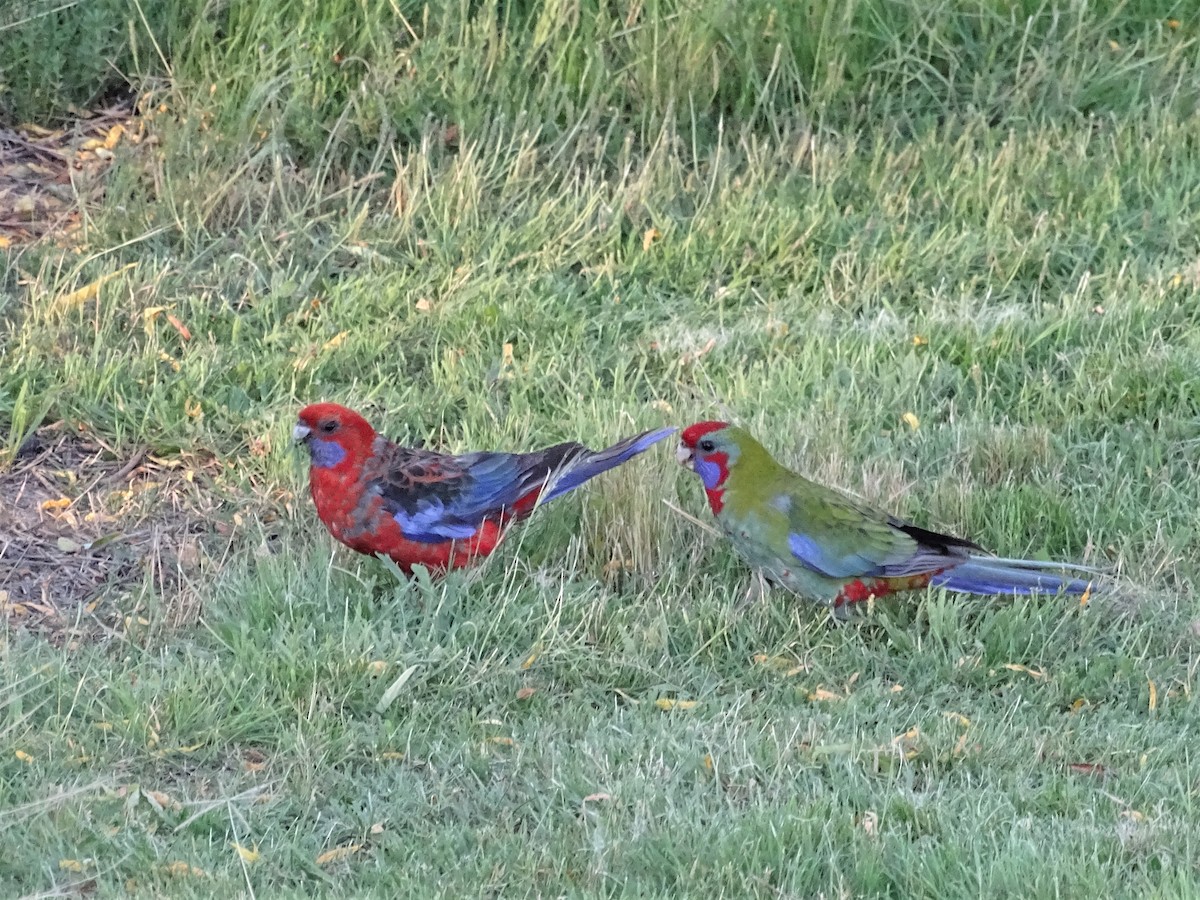 Crimson Rosella - ML297877961