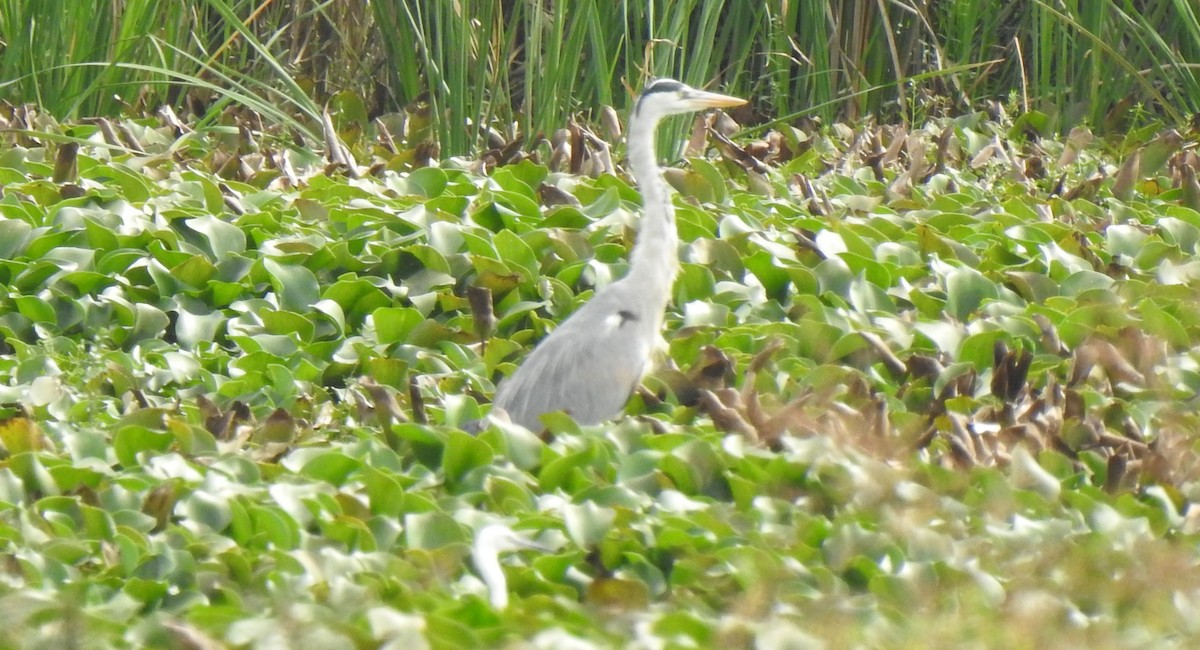 Gray Heron - ML297878211