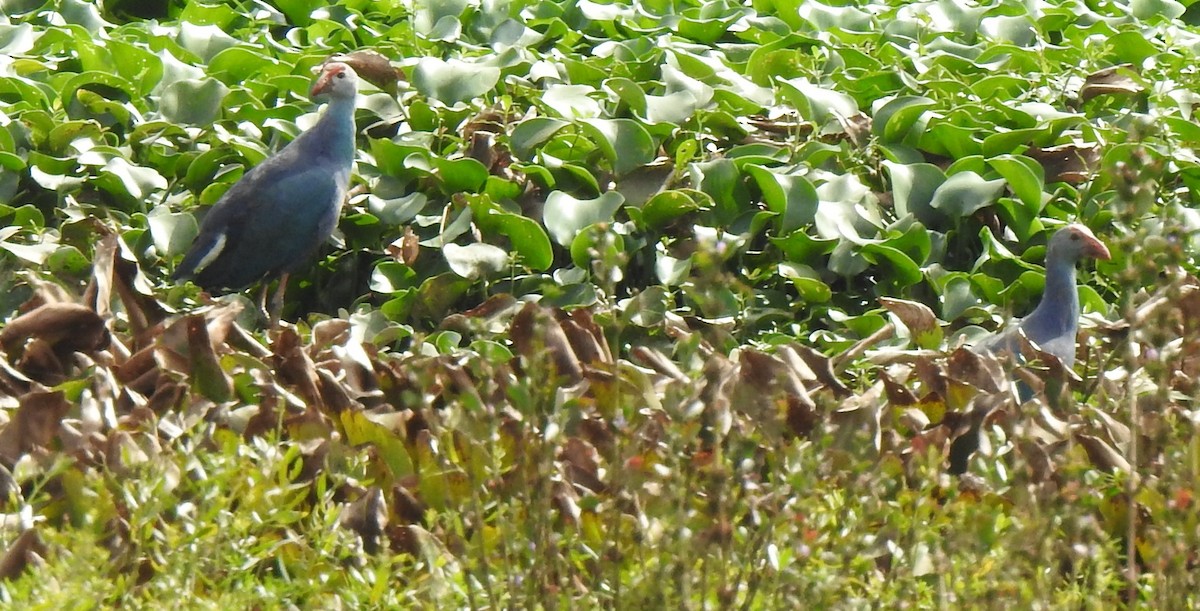 Gray-headed Swamphen - Rama M V