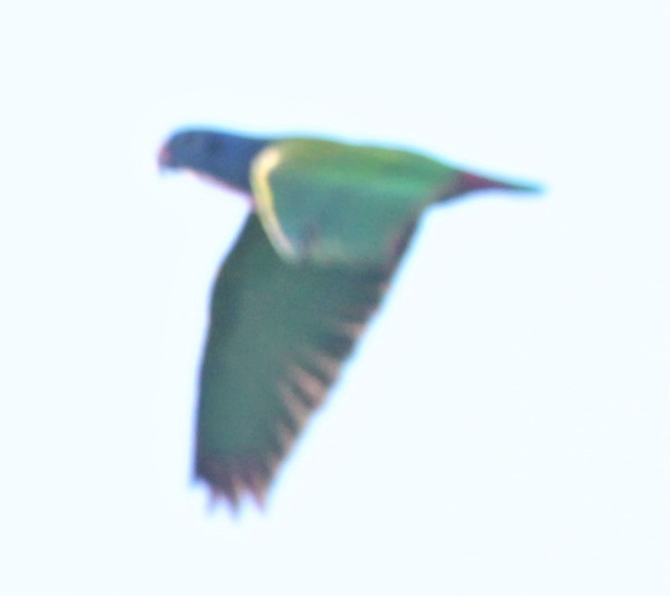 Blue-headed Parrot (Blue-headed) - ML297878581