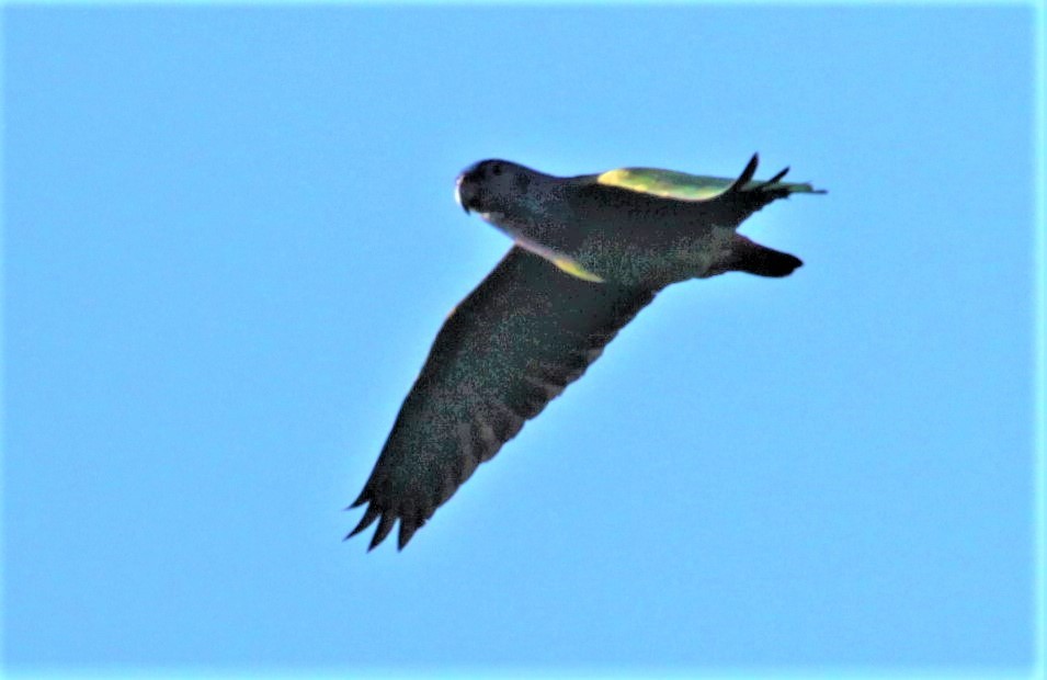 Blue-headed Parrot (Blue-headed) - ML297878591