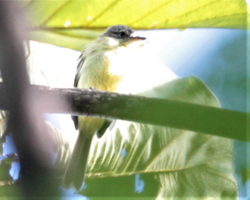 White-fronted Tyrannulet (White-fronted) - ML297878631