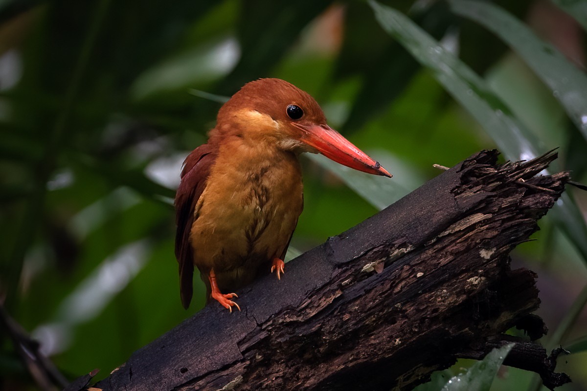 Ruddy Kingfisher - ML297878751