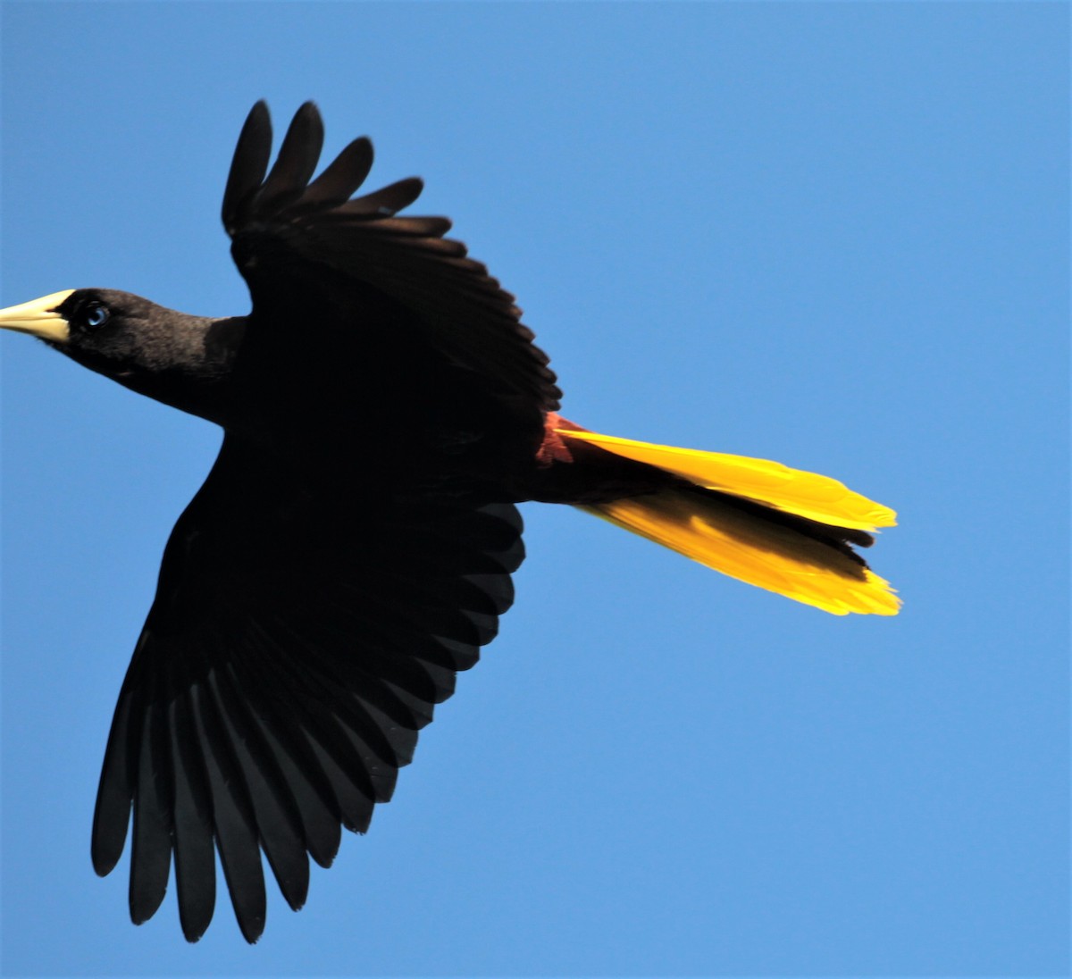 Crested Oropendola - ML297878771