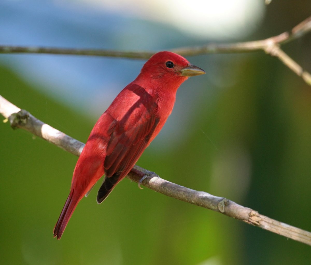 Summer Tanager - ML297878801