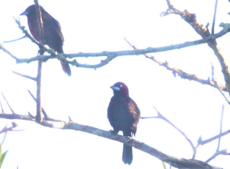 Silver-beaked Tanager - ML297879001