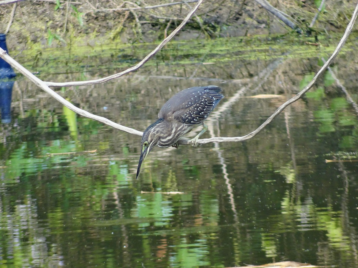 Striated Heron - ML297879031