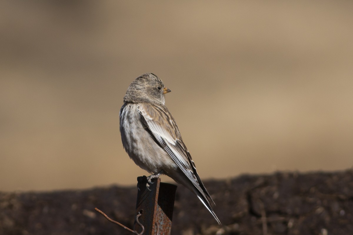 Black-winged Snowfinch - ML297879121