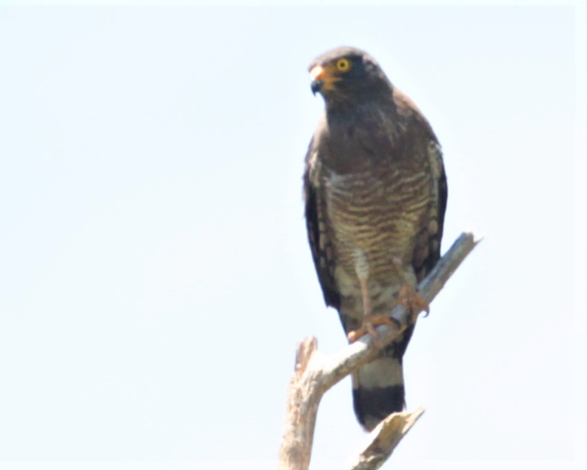 Roadside Hawk - ML297879151