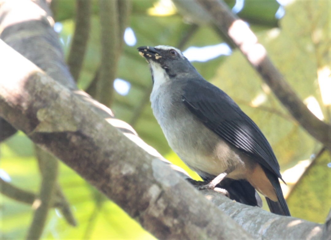 Bluish-gray Saltator - ML297879171