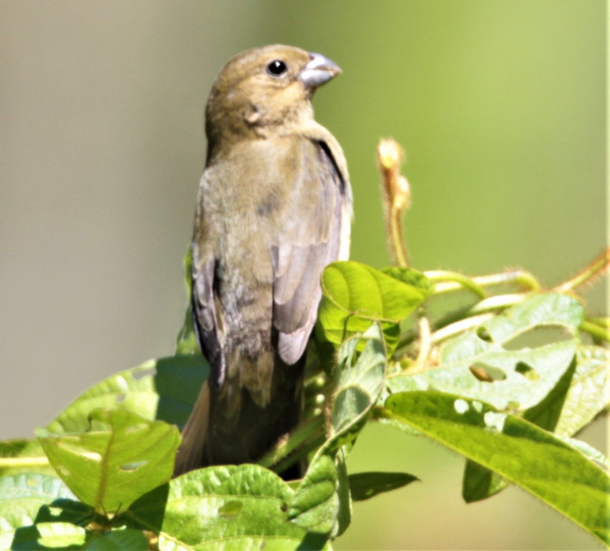 Black-and-white Seedeater - ML297879281