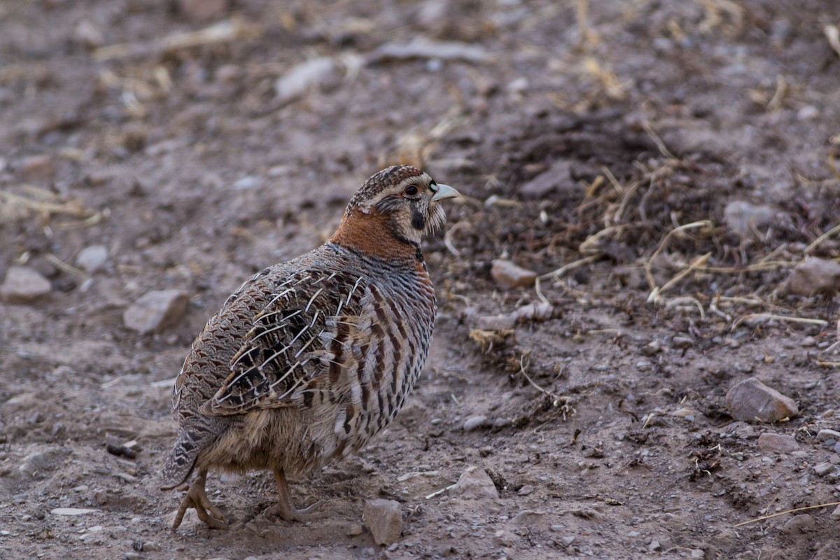 Tibetan Partridge - ML297879541