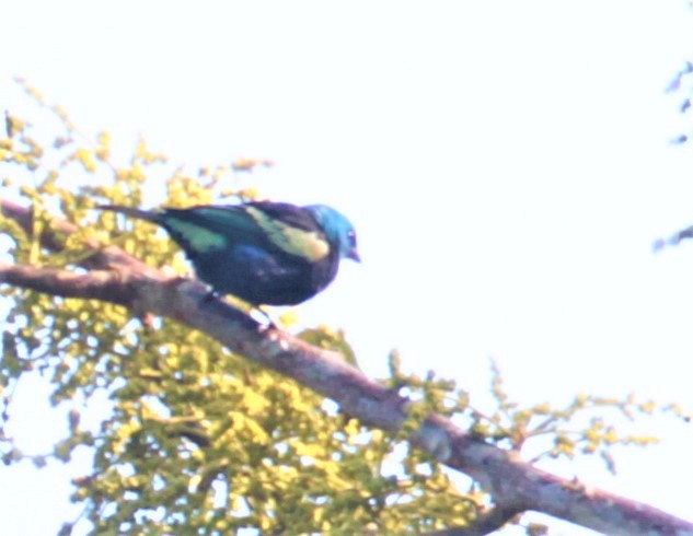 Blue-necked Tanager - ML297879571