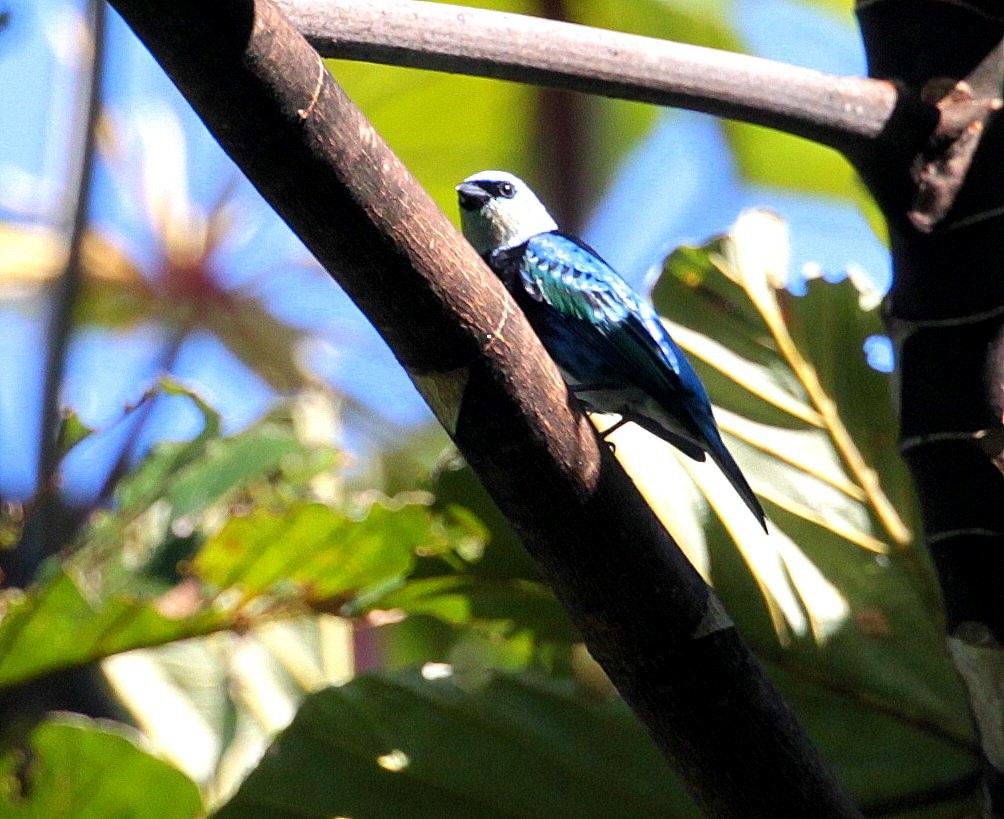 Masked Tanager - ML297879671